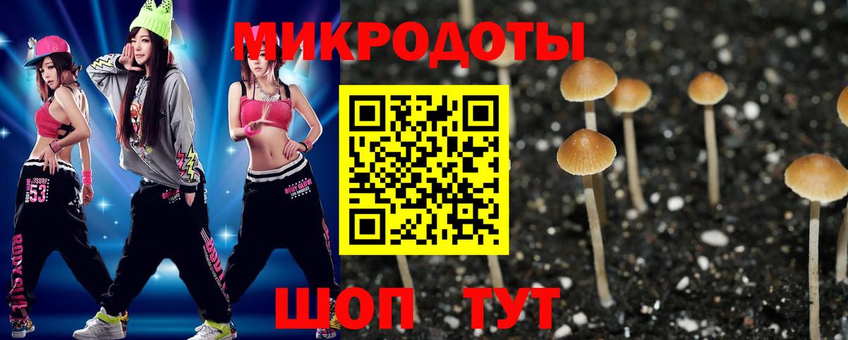 Галлюциногенные грибы Psilocybe Новозыбков